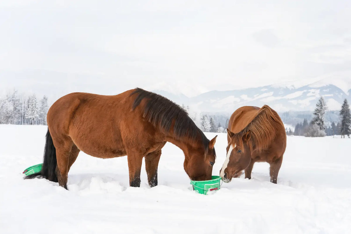 Mash for horses: the key to a healthy diet and vitality