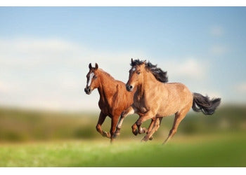 Chaff for horses - how to choose the right one