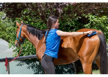 Vitamins for horses - their effects and nutritional role
