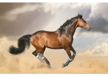 Electrolytes for horses - which to choose and when to use them beyond dehydration?