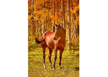 Probiotics for horses - what are they and how do they affect health?