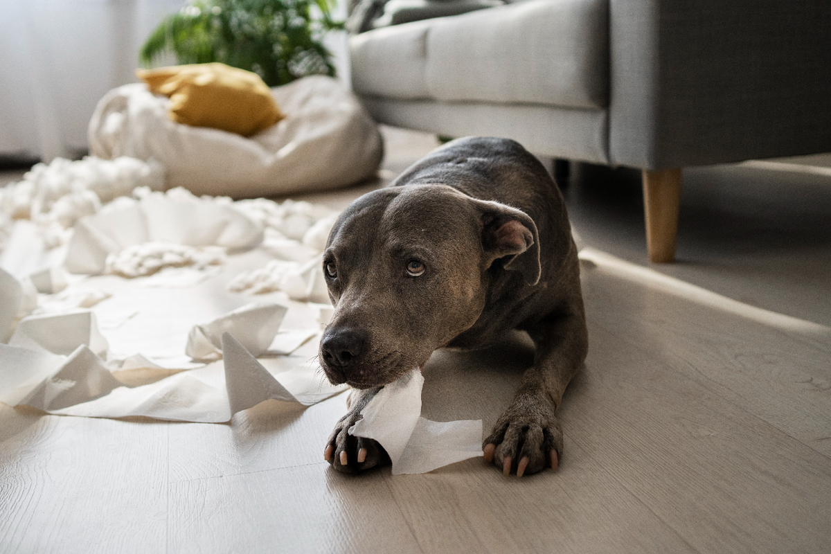 Vomiting in dogs - causes, diagnosis, treatment and prevention