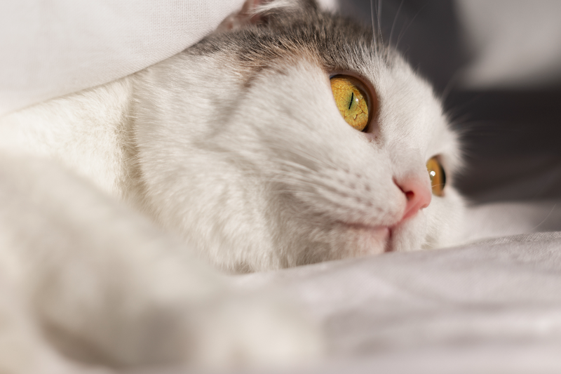 Cystitis in cats - what it means and how to choose treatment