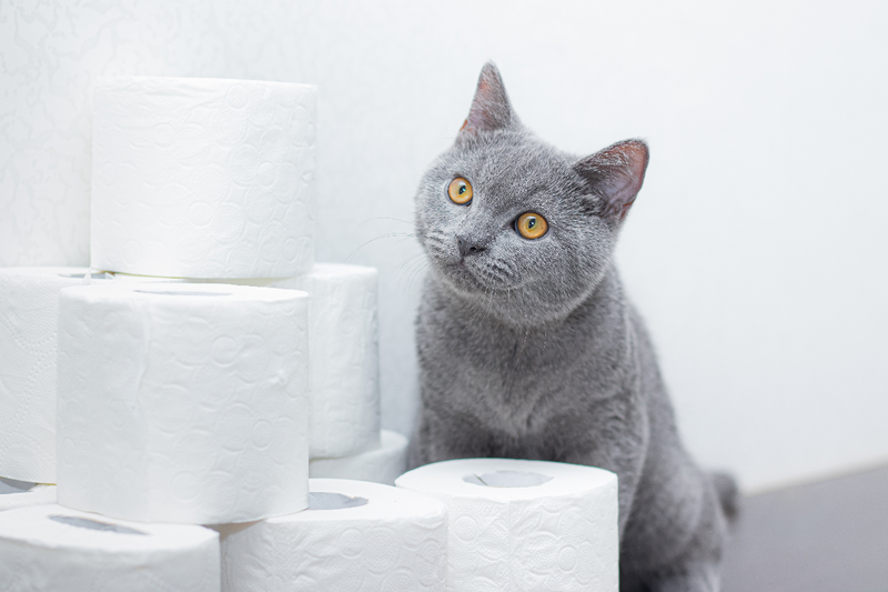 Diarrhoea in cats: what you need to know to help your pet