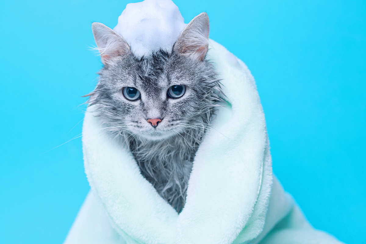 Does your cat need shampoo? A guide to proper grooming