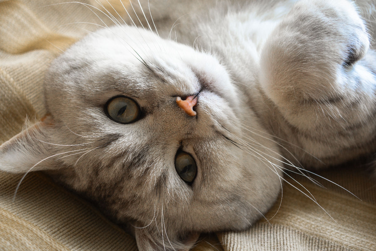 Why give your cat probiotics? Benefits and practical tips