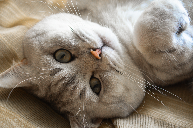 Why give your cat probiotics? Benefits and practical tips