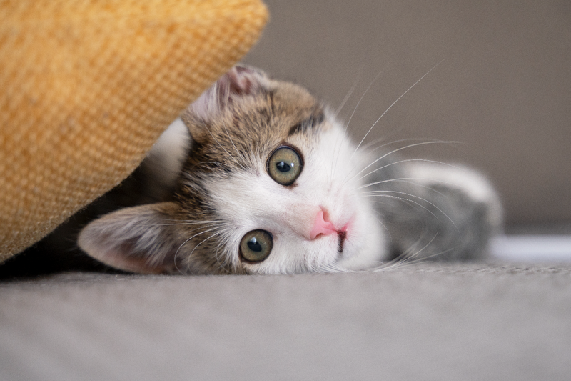 Neutering your cat: why do it and what are the benefits?