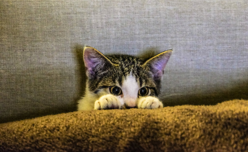 Why is your cat vomiting? Common causes and advice