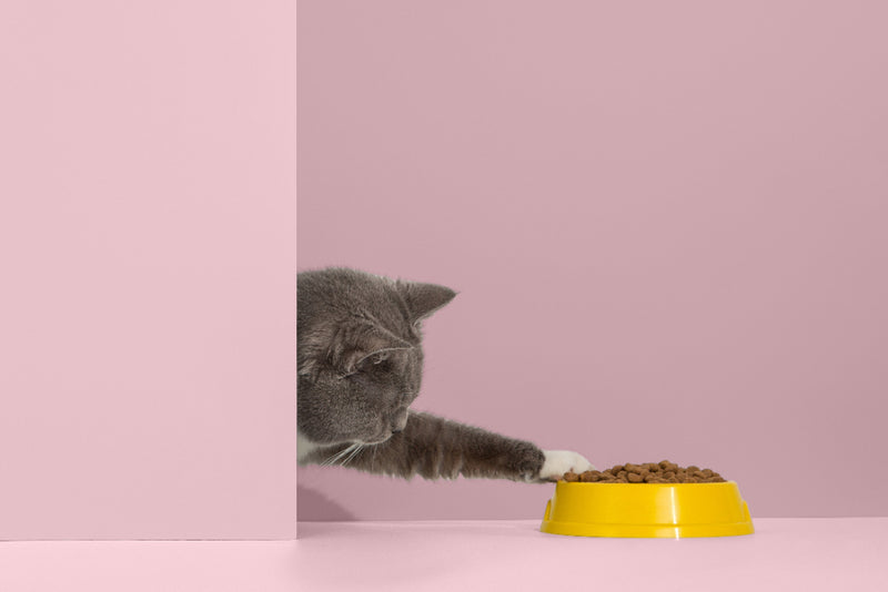 What to feed your cat: caring for your pet's health