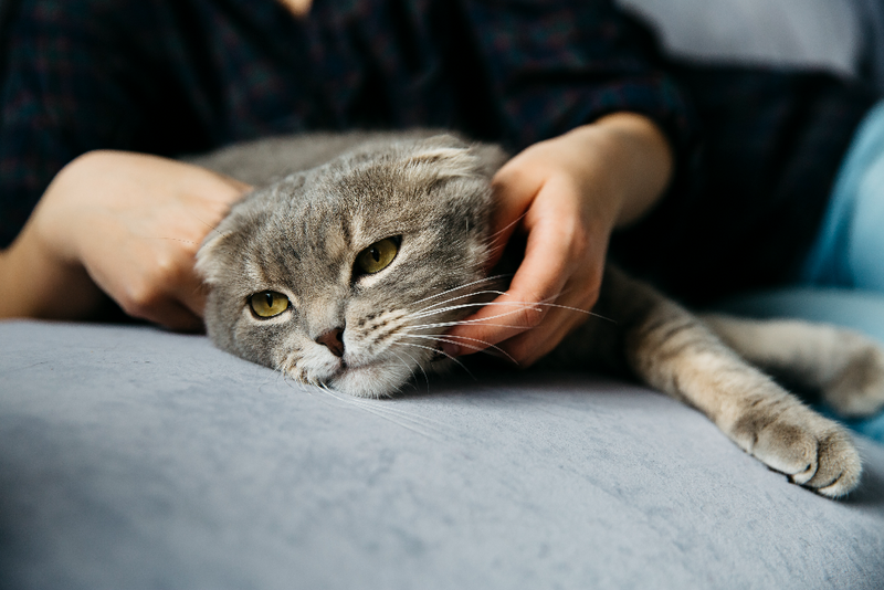 Feline leukaemia - symptoms, progression and treatment support
