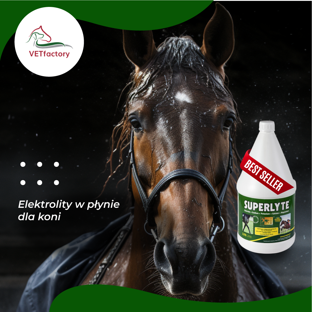 Liquid electrolytes for horses - why are they so important?