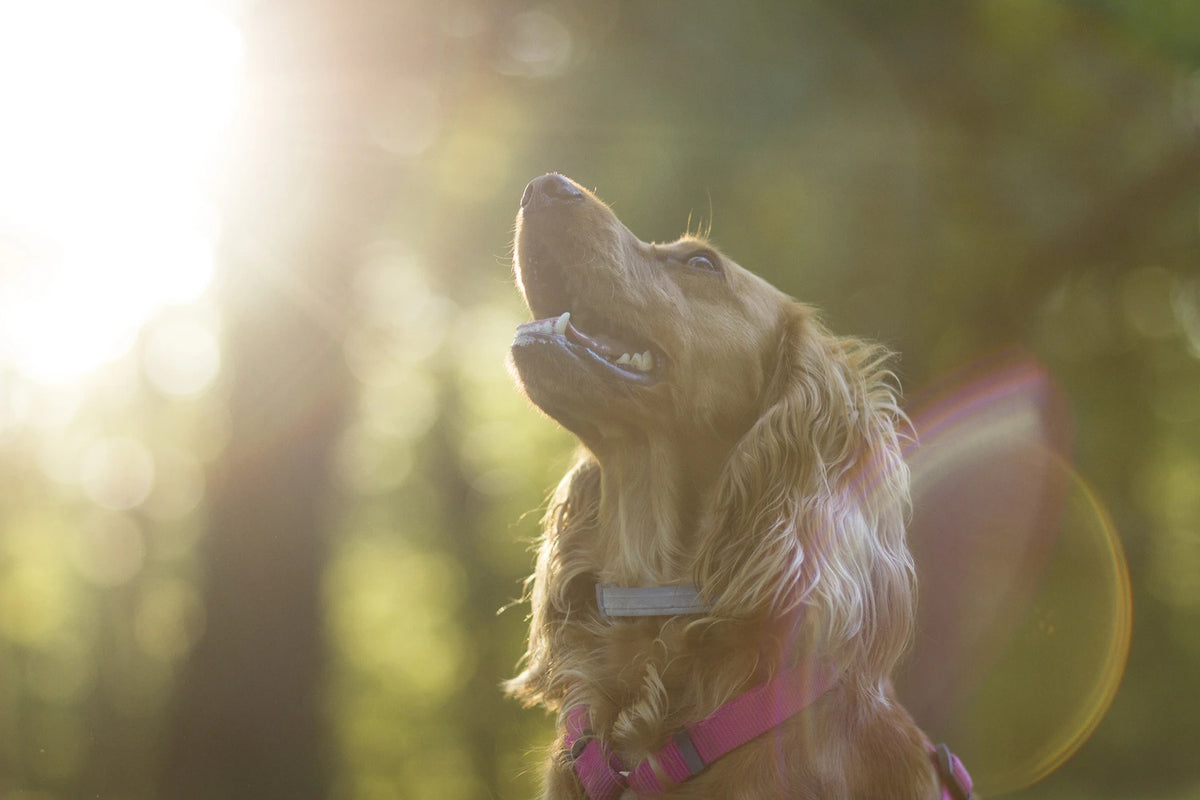 Dog years versus human years - how do you calculate your dog's true age?