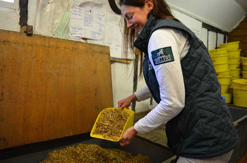 Budget Winter Horse Feeding: Smart Savings for Owners