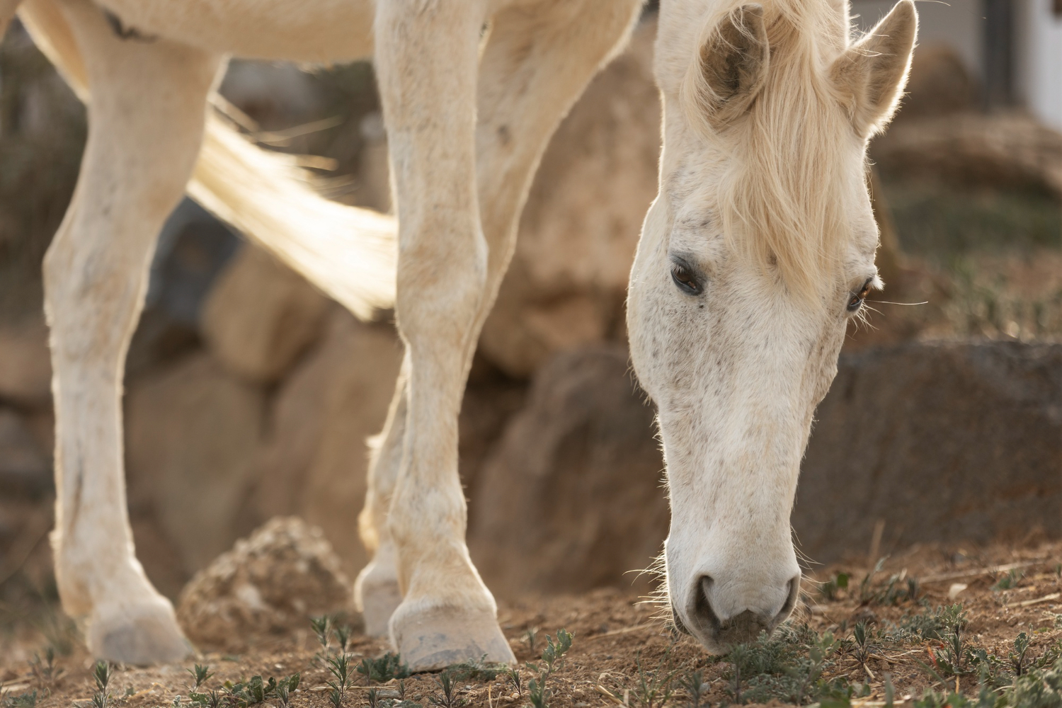 How to treat laminitis in a horse? Causes, prevention and effective treatments