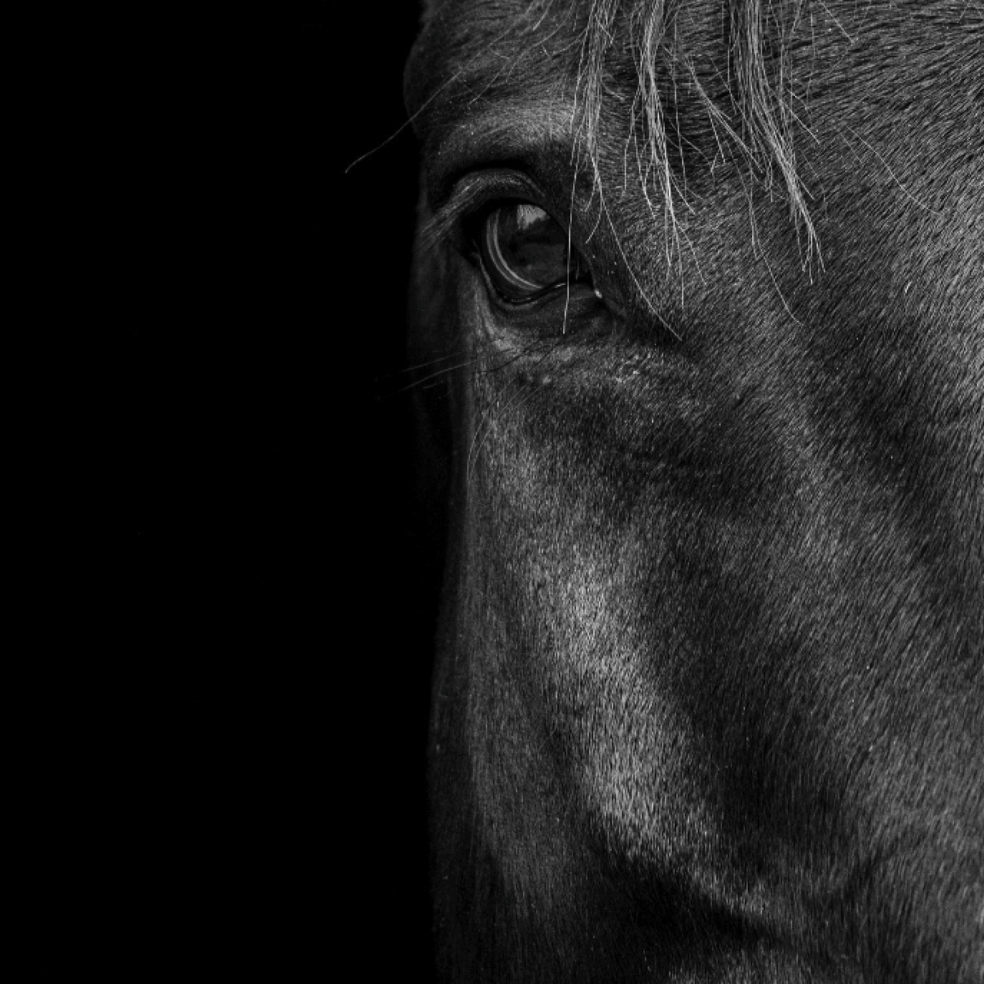 Żywienie koni starszych: Kompleksowy przewodnik po zdrowiu i witalności seniora